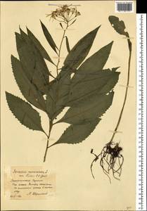 Senecio nemorensis L., Eastern Europe, West Ukrainian region (E13) (Ukraine)