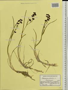 Scheuchzeria palustris L., Eastern Europe, Central forest-and-steppe region (E6) (Russia)