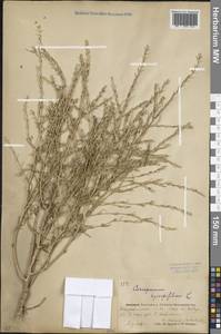 Corispermum hyssopifolium L., Eastern Europe, Eastern region (E10) (Russia)