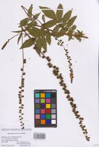Agrimonia procera Wallr., Eastern Europe, Western region (E3) (Russia)