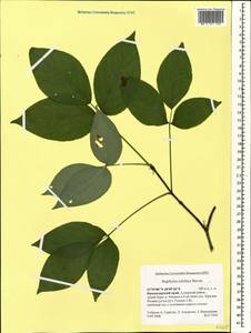 Staphylea colchica Stev., Caucasus, Krasnodar Krai & Adygea (K1a) (Russia)