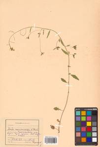 Arabidopsis halleri subsp. gemmifera (Matsum.) O'Kane & Al-Shehbaz, Siberia, Russian Far East (S6) (Russia)