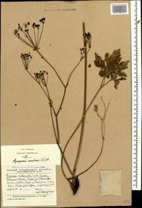 Physospermum cornubiense (L.) DC., Caucasus, Stavropol Krai, Karachay-Cherkessia & Kabardino-Balkaria (K1b) (Russia)