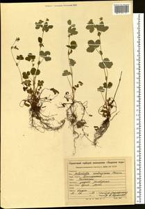 Potentilla centigrana Maxim., Siberia, Russian Far East (S6) (Russia)