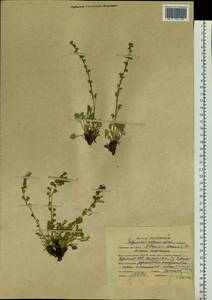 Artemisia marschalliana Spreng., Siberia, Altai & Sayany Mountains (S2) (Russia)