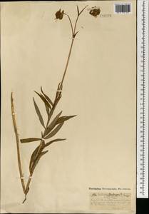 Lilium martagon var. pilosiusculum Freyn, Mongolia (MONG) (Mongolia)