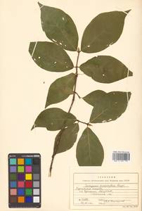 Euonymus macropterus Rupr., Siberia, Russian Far East (S6) (Russia)