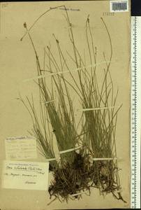 Carex reptabunda (Trautv.) V.I.Krecz., Siberia, Yakutia (S5) (Russia)