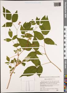 Rubus sachalinensis H. Lév., Siberia, Russian Far East (S6) (Russia)