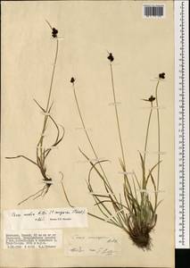 Carex norvegica Retz. , nom. cons., Mongolia (MONG) (Mongolia)