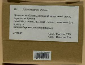 Polytrichastrum alpinum (Hedw.) G.L. Sm., Bryophytes, Bryophytes - Chukotka & Kamchatka (B21) (Russia)