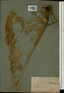 Artemisia absinthium L., Caucasus, Armenia (K5) (Armenia)