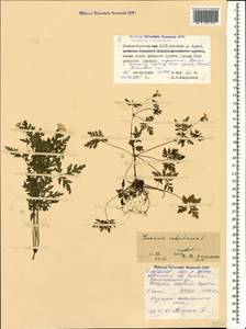 Geranium robertianum L., Caucasus, North Ossetia, Ingushetia & Chechnya (K1c) (Russia)