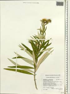 Carlina salicifolia (L. fil.) Cav., Africa (AFR) (Spain)