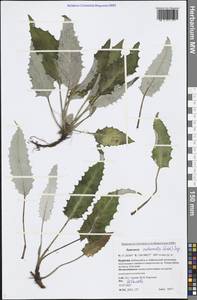 Saussurea subacaulis (Ledeb.) Serg., Siberia, Baikal & Transbaikal region (S4) (Russia)