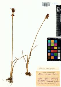 Juncus castaneus subsp. triceps (Rostk.) V. Novik., Siberia, Baikal & Transbaikal region (S4) (Russia)