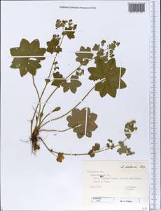 Alchemilla stellaris Juz., Eastern Europe, Central forest region (E5) (Russia)