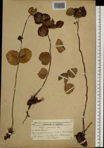 Hylotelephium ussuriense (Kom.) H. Ohba, Siberia, Russian Far East (S6) (Russia)