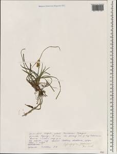 Ophiopogon japonicus (Thunb.) Ker Gawl., South Asia, South Asia (Asia outside ex-Soviet states and Mongolia) (ASIA) (India)