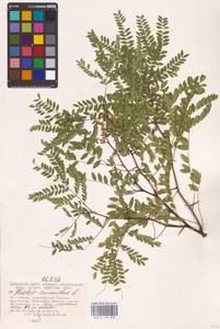 Gleditsia triacanthos L., Eastern Europe, Lower Volga region (E9) (Russia)