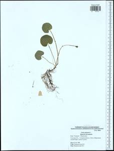 Viola palustris L., Eastern Europe, Central region (E4) (Russia)