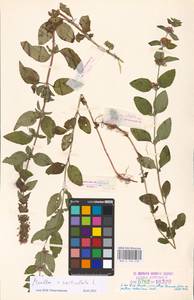 MHA 0 158 478, Mentha × verticillata L., Eastern Europe, Estonia (E2c) (Estonia)