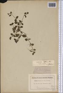 Vandellia diffusa L., America (AMER) (Brazil)