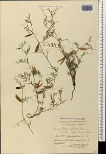 Vicia anatolica Turrill, Caucasus, Armenia (K5) (Armenia)