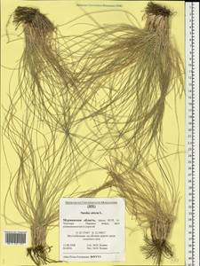 Nardus stricta L., Eastern Europe, Northern region (E1) (Russia)