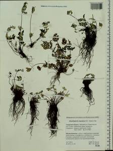 Aleuritopteris argentea (S. G. Gmel.) Fée, Siberia, Russian Far East (S6) (Russia)