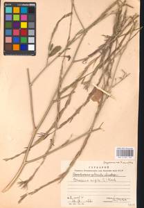 Rhamphospermum nigrum (L.) Al-Shehbaz, Eastern Europe, Moscow region (E4a) (Russia)