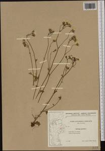 Saxifraga granulata, Western Europe (EUR) (Denmark)