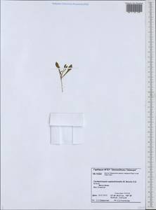 Arabidopsis septentrionalis (N. Busch) D. A. German, Siberia, Central Siberia (S3) (Russia)