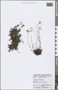 Saxifraga bronchialis subsp. bronchialis, Siberia, Central Siberia (S3) (Russia)