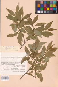 Salix pentandra L., Siberia, Altai & Sayany Mountains (S2) (Russia)