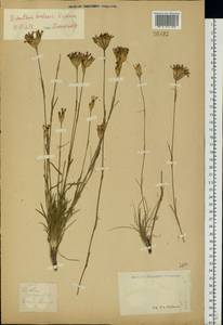 Dianthus borbasii Vandas, Eastern Europe (no precise locality) (E0) (Russia)