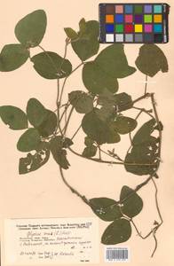 Glycine max (L.) Merr., Siberia, Russian Far East (S6) (Russia)