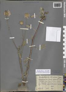 Chrysanthemum zawadskii subsp. zawadskii, Siberia, Baikal & Transbaikal region (S4) (Russia)