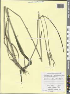 Brachypodium sylvaticum (Huds.) P.Beauv., Caucasus, Black Sea Shore (from Novorossiysk to Adler) (K3) (Russia)