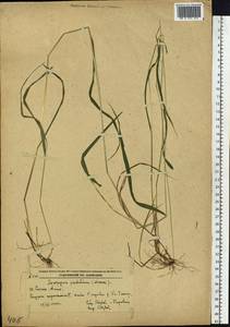 Elymus pendulinus (Nevski) Tzvelev, Siberia, Russian Far East (S6) (Russia)