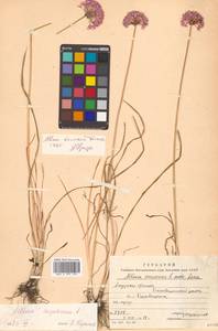 Allium spurium G.Don, Siberia, Russian Far East (S6) (Russia)
