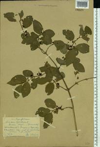 Lonicera xylosteum L., Eastern Europe, Central forest region (E5) (Russia)