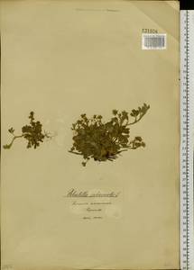 Potentilla acaulis L., Siberia, Baikal & Transbaikal region (S4) (Russia)