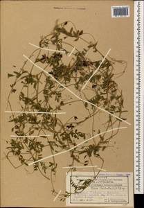 Vicia hirsuta (L.) Gray, Caucasus, Azerbaijan (K6) (Azerbaijan)