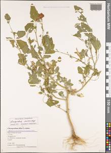 Chenopodium sosnowskyi Kapeller, Caucasus, Black Sea Shore (from Novorossiysk to Adler) (K3) (Russia)