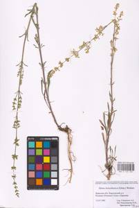 Silene borysthenica (Gruner) Walters, Eastern Europe, Western region (E3) (Russia)