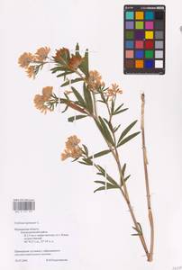 Trifolium lupinaster L., Eastern Europe, Northern region (E1) (Russia)