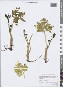 Sceptridium robustum (Rupr.) Lyon, Siberia, Chukotka & Kamchatka (S7) (Russia)