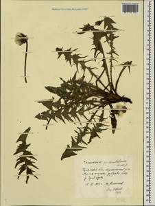 Taraxacum pectinatiforme H. H. Lindb., Eastern Europe, Central region (E4) (Russia)