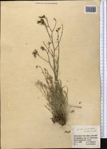 Crepidifolium tenuifolium (Willd.) Sennikov, Middle Asia, Northern & Central Tian Shan (M4) (Kyrgyzstan)